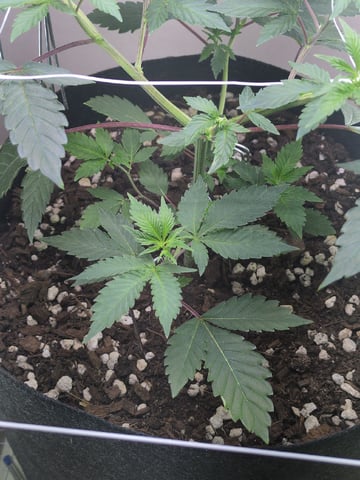 Audrey III — vegetative, day 69