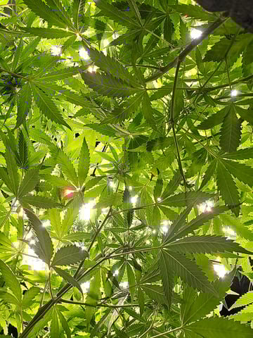 Attack Of The Clones — flower, day 55