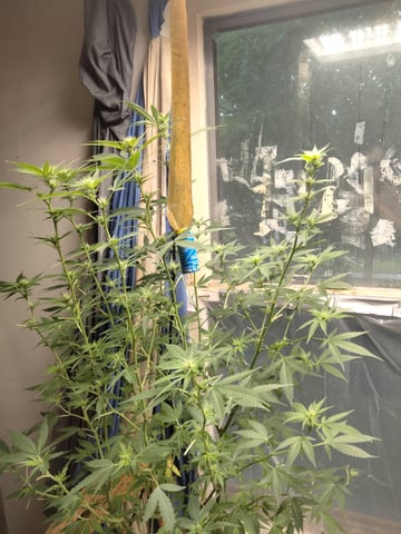 jay seaton  — flower, day 21