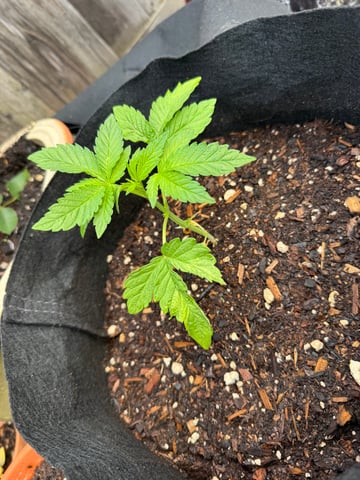 ice breaker 1 and 2  — seedling_rooting, day 1