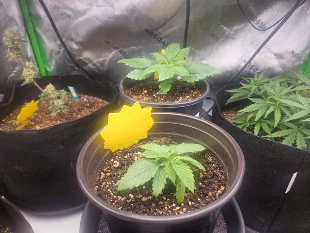 OG Kush — seedling_rooting, day 17