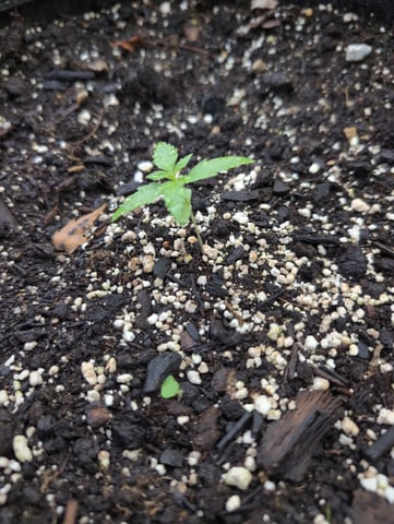 Gorilla Cookies Auto — seedling_rooting, day 7