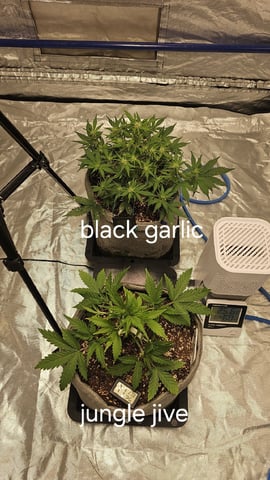 Autos For The Rest Of Winter 🔥🔥😉 — vegetative, day 56