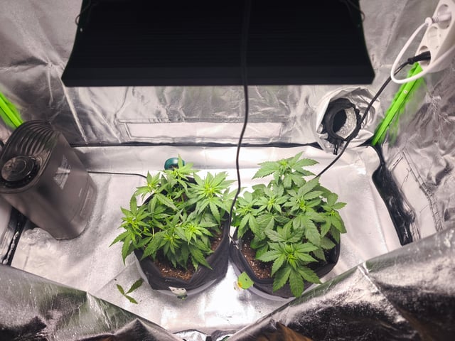 New grow — vegetative, day 28