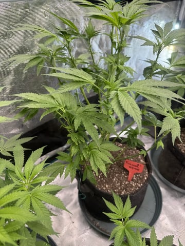  pineapple express — flower, day 47