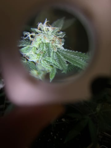 1st baby  — flower, day 48