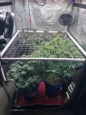 Grow#2 — flower, day 67