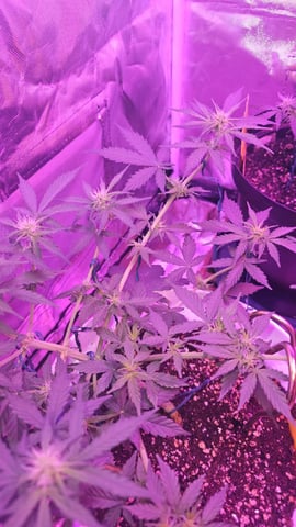 first grow adventure  — vegetative, day 44