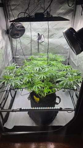 ethos genetics  — flower, day 77