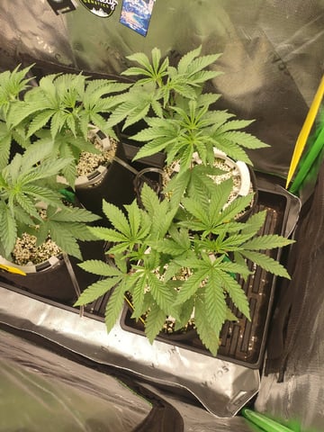 Mainely Genetics Micro Pheno Hunt — vegetative, day 34
