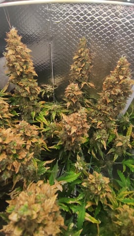 Crime Caramel Auto — flower, day 90