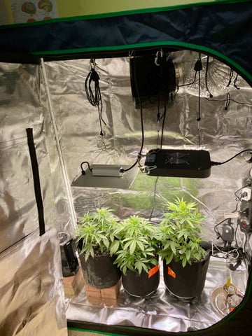 2nd Grow Ever — vegetative, day 29