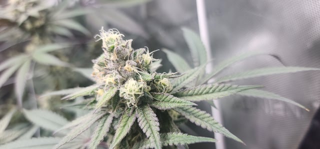 First clones (Dr nefario)  — flower, day 68