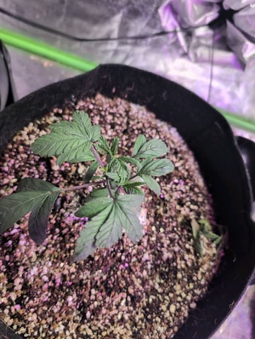 2025-26 — vegetative, day 13