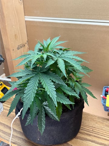 Indoor