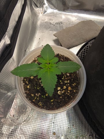 Northern lights #10 2nd plant (Selkies) — vegetative, day 11