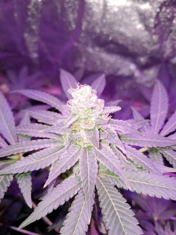 II — flower, day 84