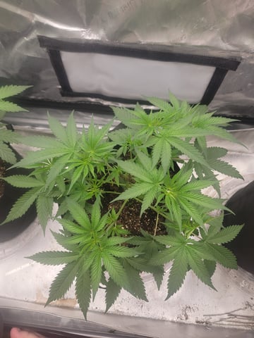my first grow — vegetative, day 38