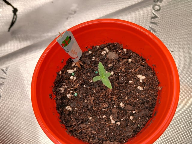 fruity pebbles, cap junky — seedling_rooting, day 16