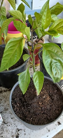 Summer Peppers — vegetative, day 53
