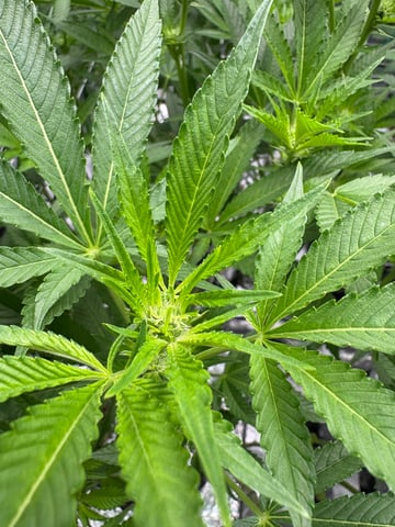 First Grow (Hydro) — flower, day 96