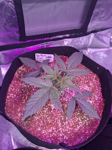 first auto grow — vegetative, day 19