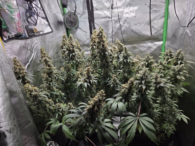 White Widow + Papaya Bomb — flower, day 120