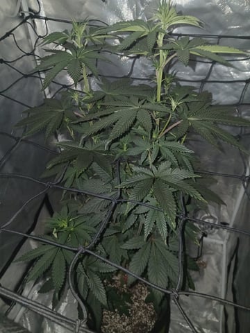 CountryG  — flower, day 94