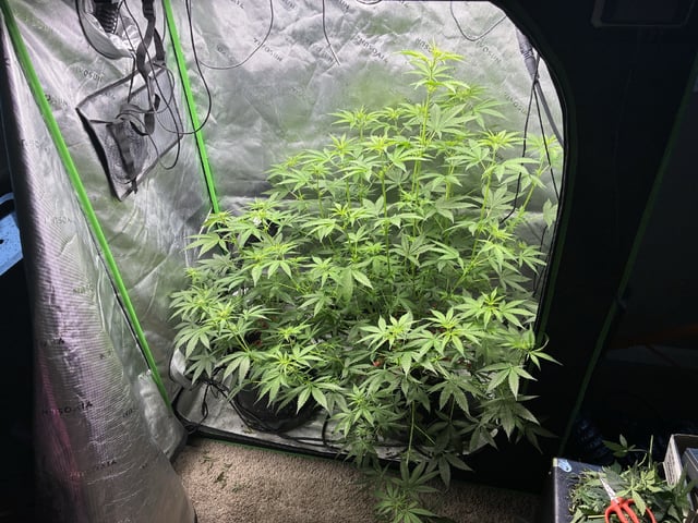 Jelly Donutz Auto And Pineapple OG Auto — flower, day 63