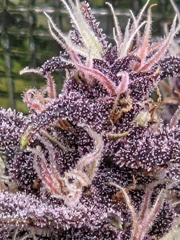 second grow — flower, day 53