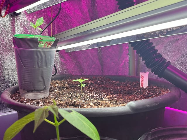 Lavender and Anesthesia Auto — vegetative, day 22