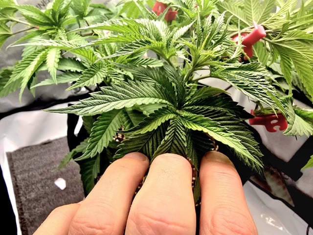 Divine Gelato 3 x Blue Zushi x 44 Photo — vegetative, day 40