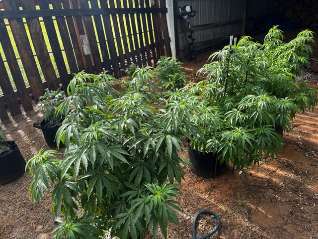 Outdoor Grow — vegetative, day 92