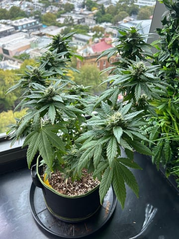 Royal Highness — flower, day 127