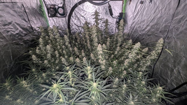 Strawberry Cheesecake Seedsman Seeds Autoflowers x2 — flower, day 72