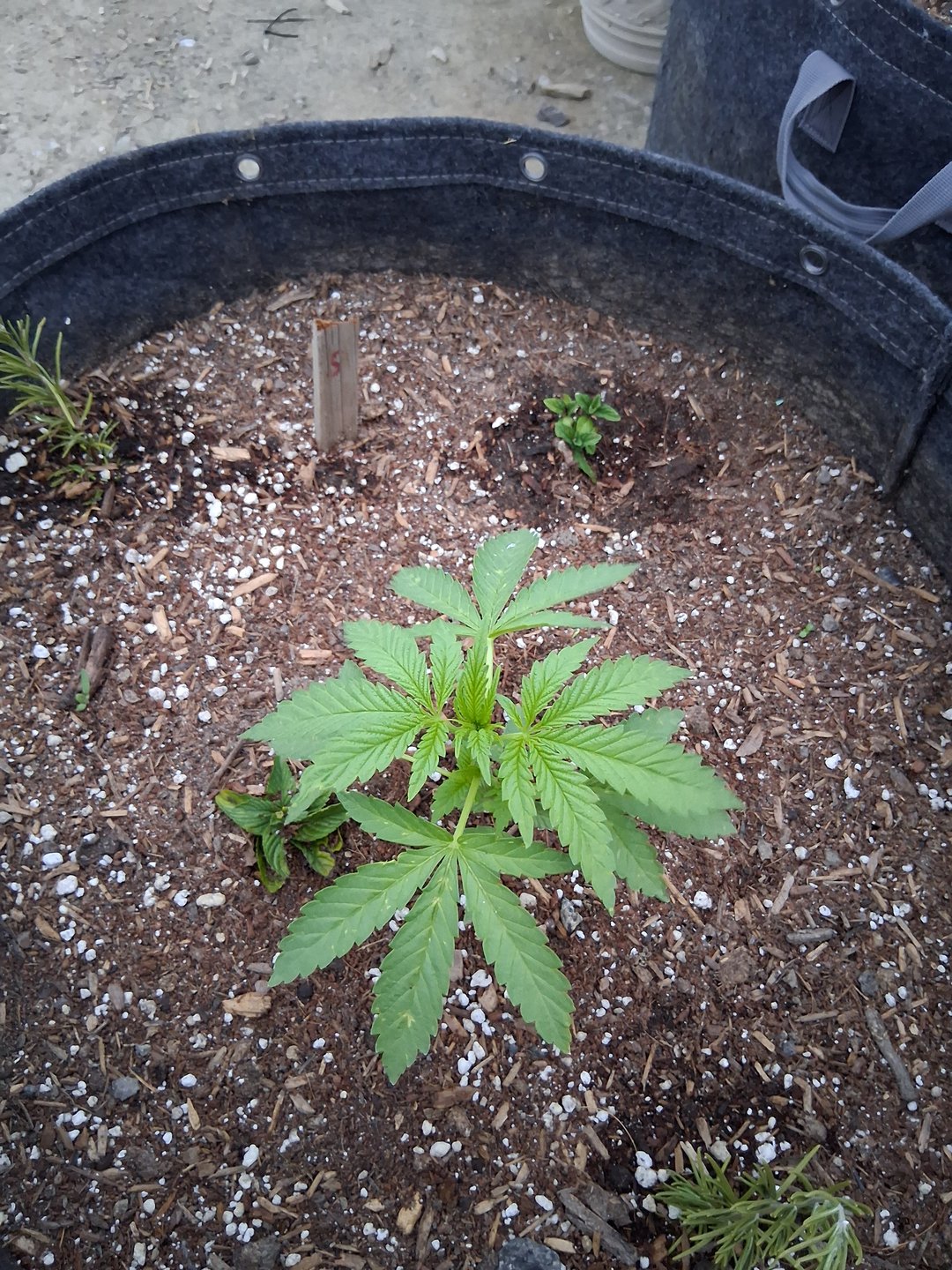 2026 Grow