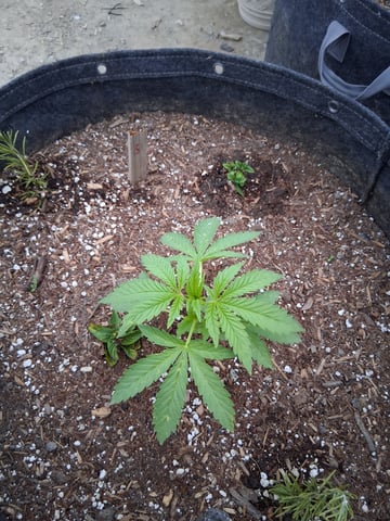 2026 Grow — grow_setup, day 2