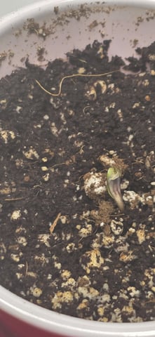 Maple Nectar  — seedling_rooting, day 5