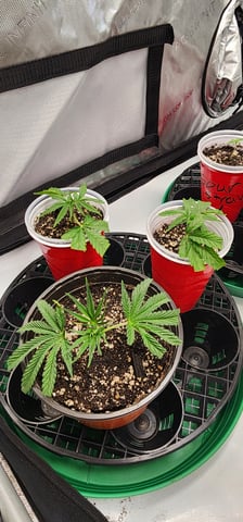 First clones (Dr nefario)  — seedling_rooting, day 1