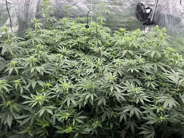 7 Strains 14 Plants  — flower, day 99