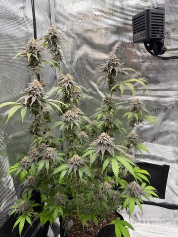  Trying to go big — flower, day 133