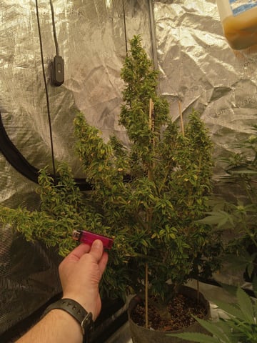 5 Autos — vegetative, day 11