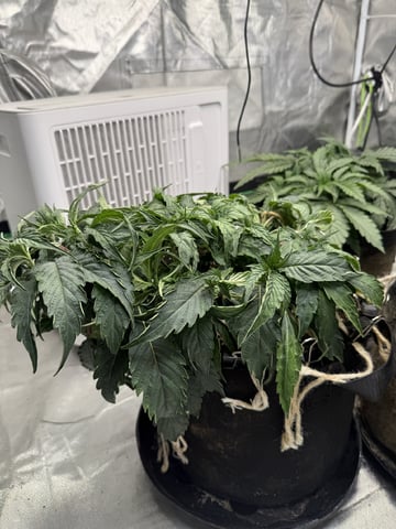 Late Season Start  — vegetative, day 33