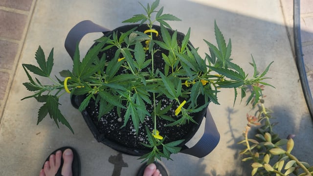 Poison Rainbows — vegetative, day 79