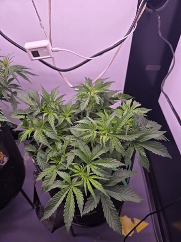 1st Auto Grow (LSD + BrB) - 1st indoor Grow — flower, day 33