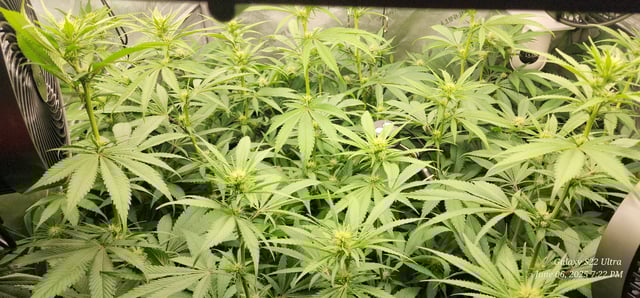 Foundational Legend — flower, day 143