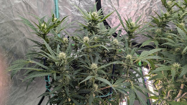 Perpetual Autoflower Mixed Grow #3 — flower, day 103