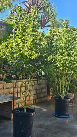 Alaska Thunder Fuck outdoors