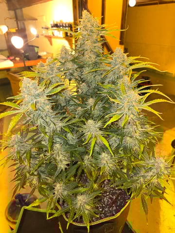 2nd Autoflower Indoor Grow — flower, day 75