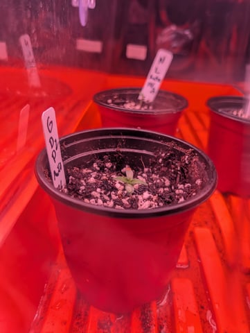 first grow - autoflower — germination, day 16